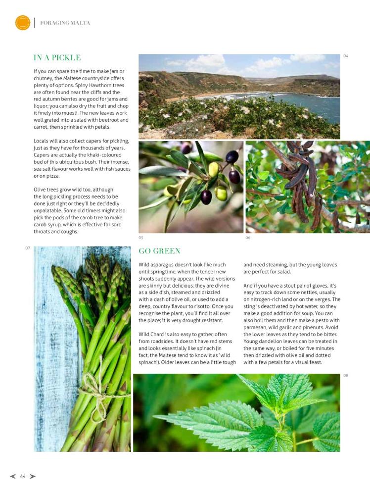 bizilla apr 15 foraging malta p42-page-003