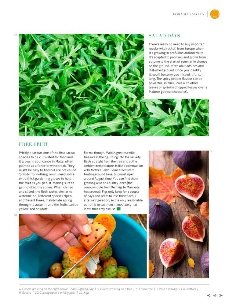 bizilla apr 15 foraging malta p42-page-004