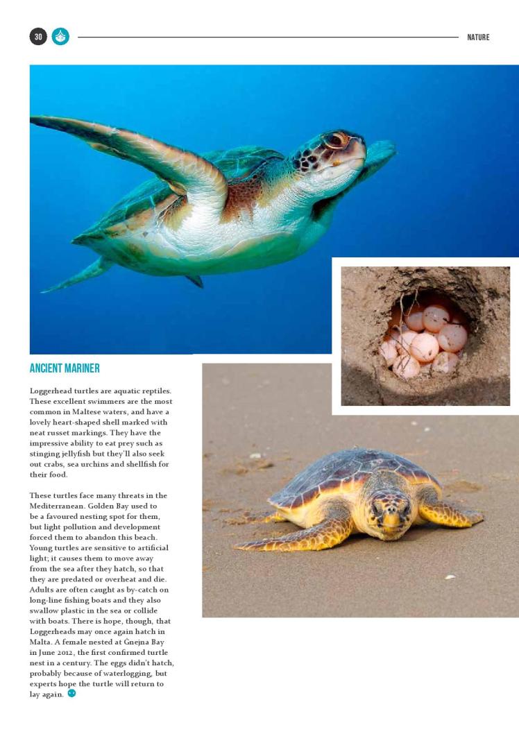 bizilla dec 15 reptile island new-page-005