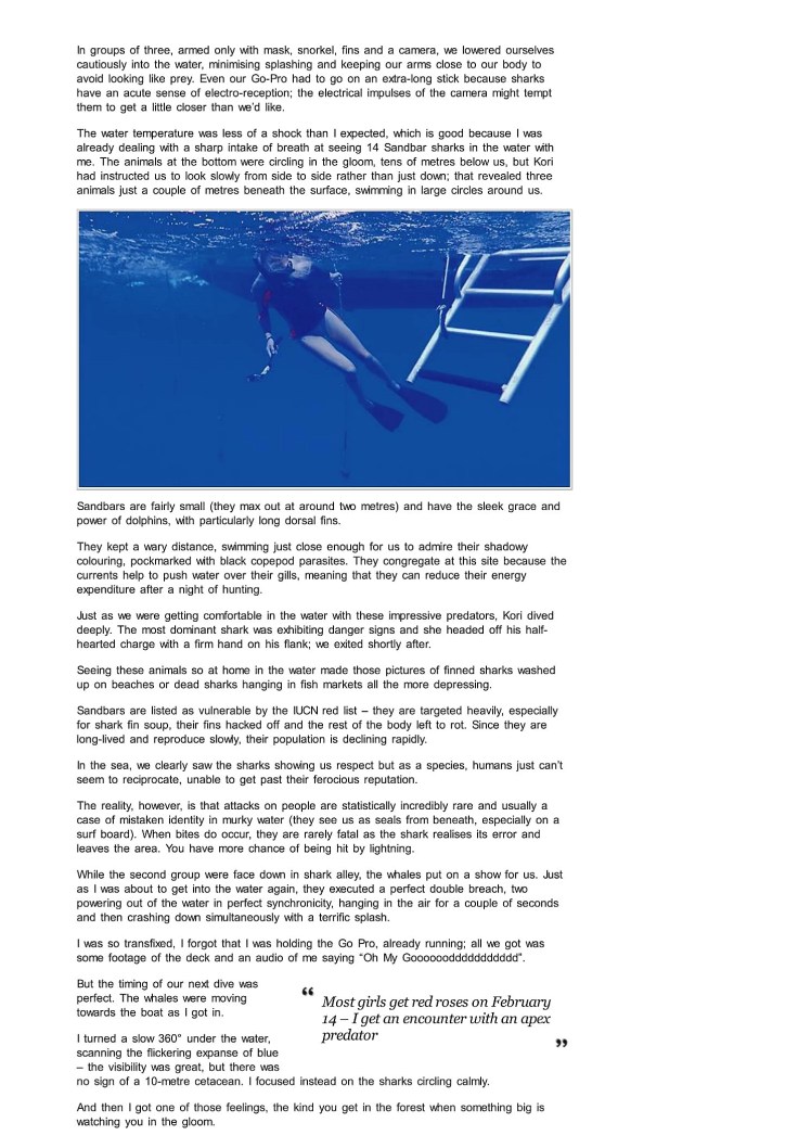 shark diving oahu hawaii 2