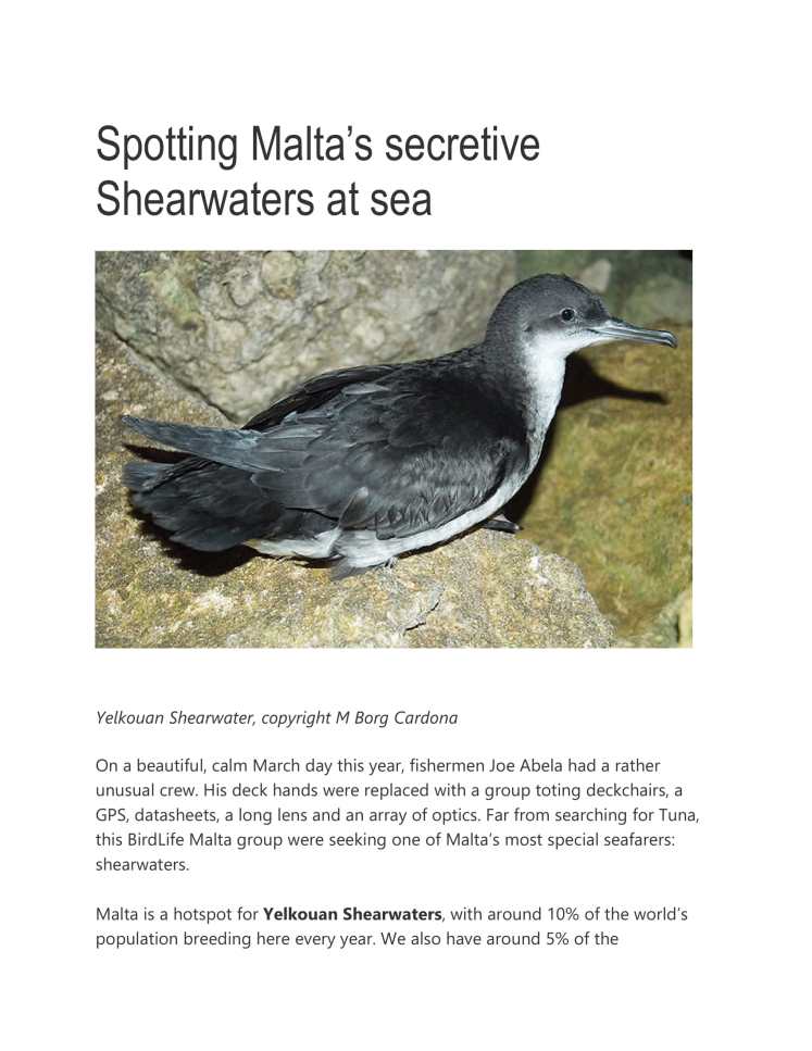 Spotting Malta's Shearwaters-1