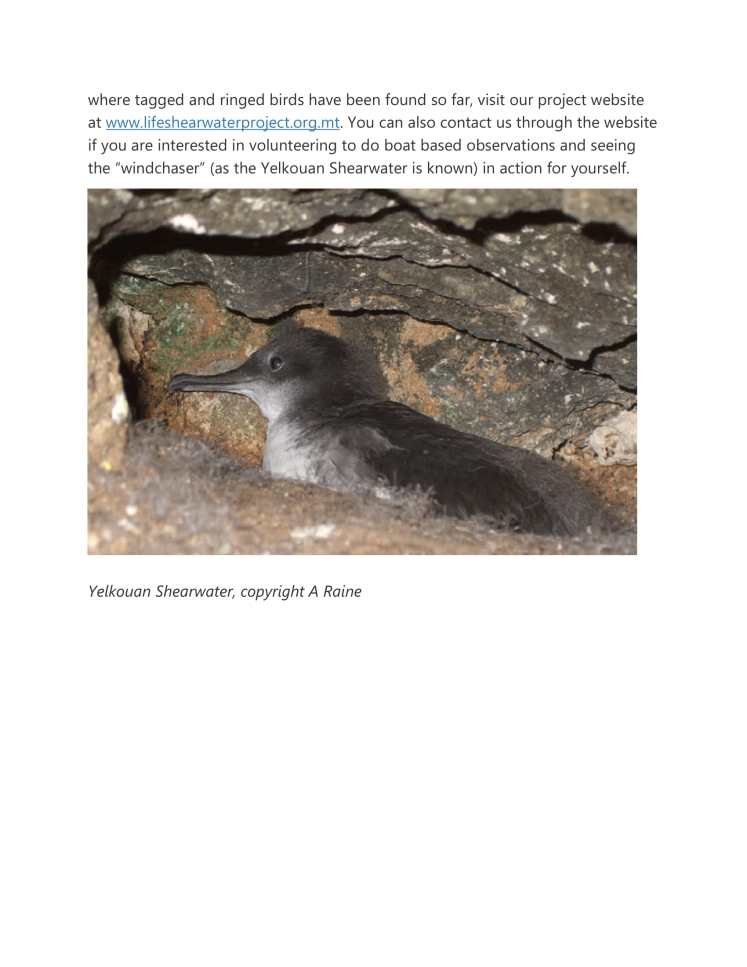 Spotting Malta's Shearwaters-4